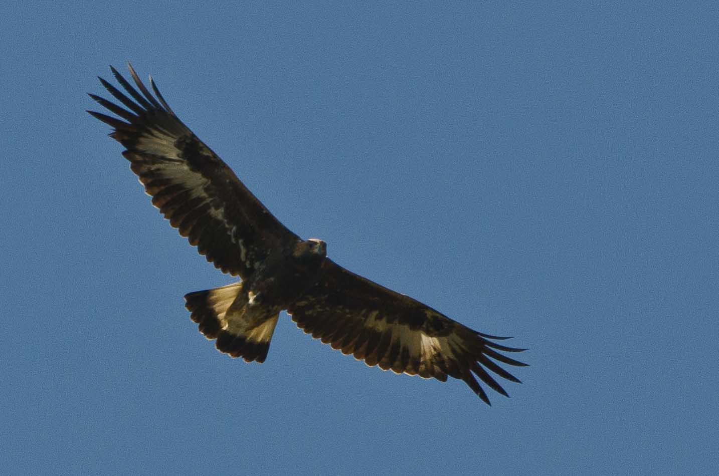 Public Invited to Participate in Glacier Raptor Migration Study