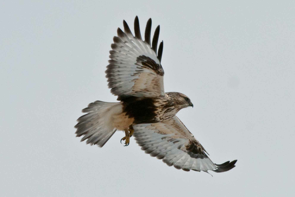 November 2025 Flathead Valley Bird Report 