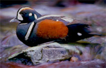 Wood Duck vs Harlequin Duck