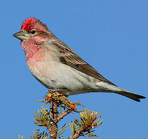 Cassin’s Finch
