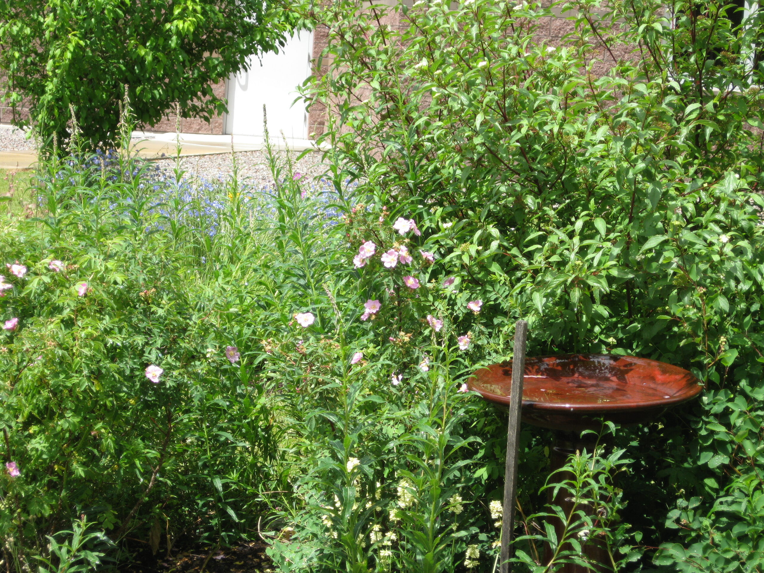 Reminder to Native Plant Gardeners and Bird Lovers: Send Us Your Stories and Photos