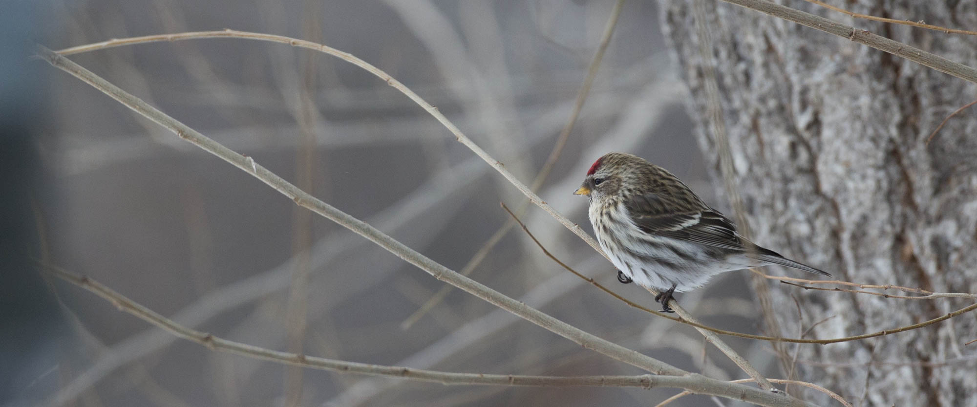 December 2015 Program