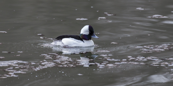 Bufflehead