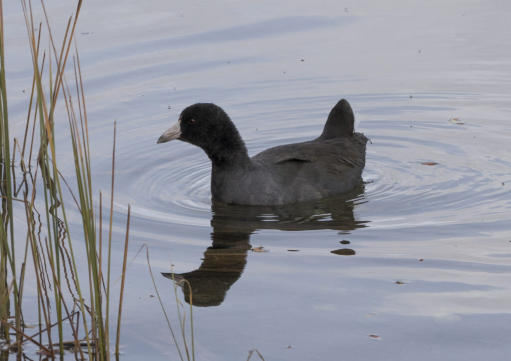 American Coot Flathead Audubon Society