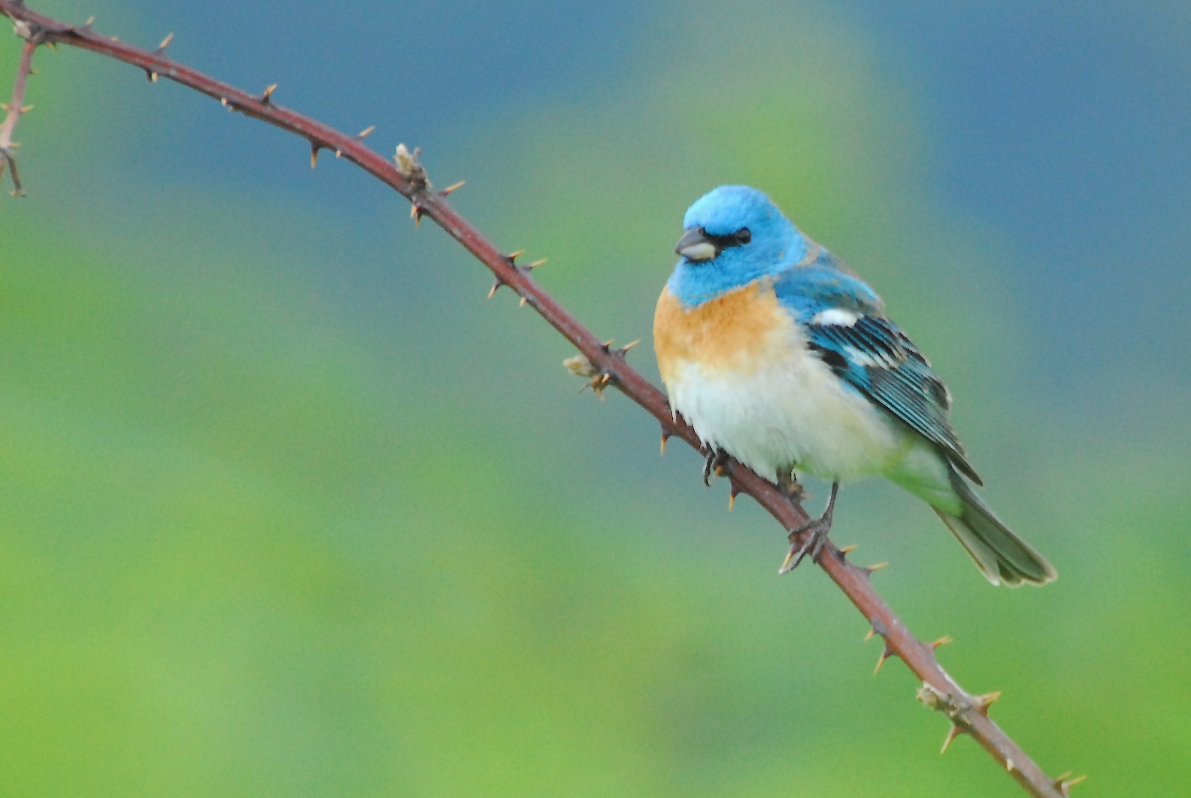 HELPING BIRDS – WHAT YOU CAN DO