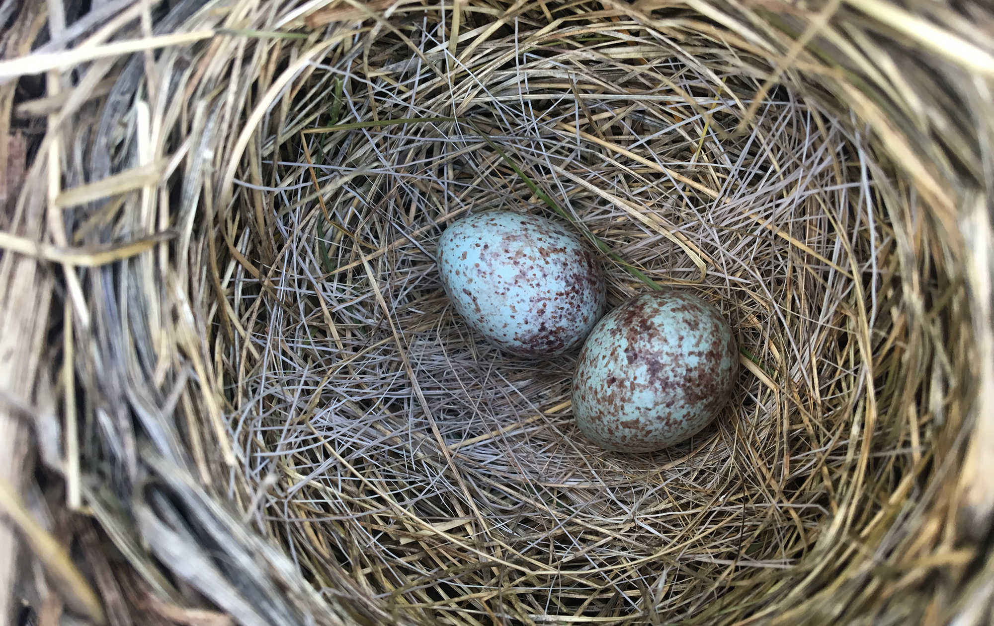 Song Sparrow Nest With Eggs Flathead Audubon Society