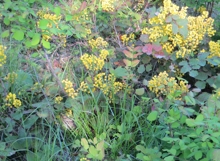 August 5 – Kathy Ross on Native Plants for Birds