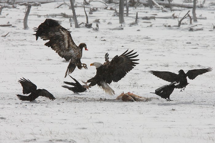 Protect Wildlife, Hunt Lead Free