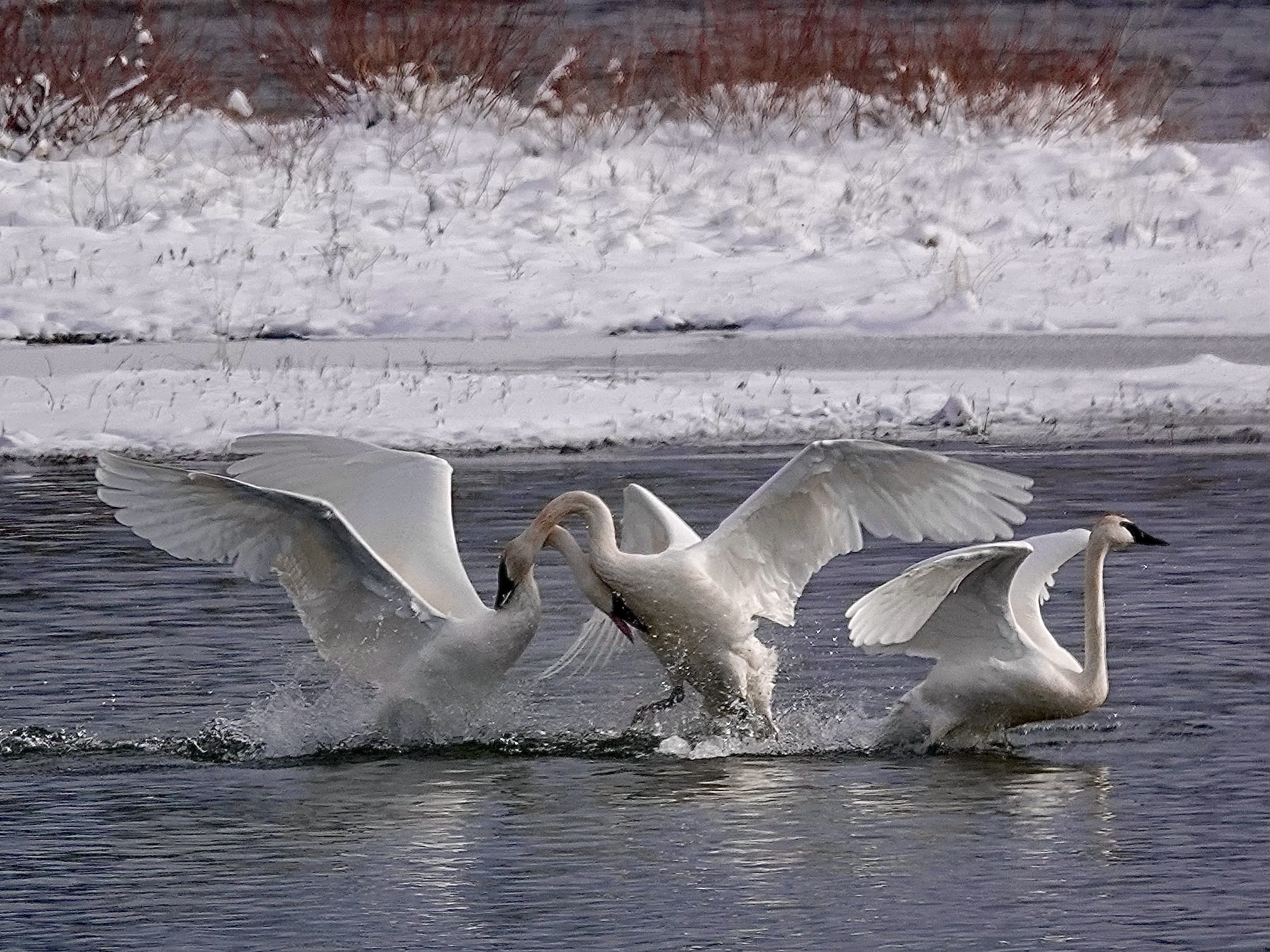 Trumpeter Swans at Risk