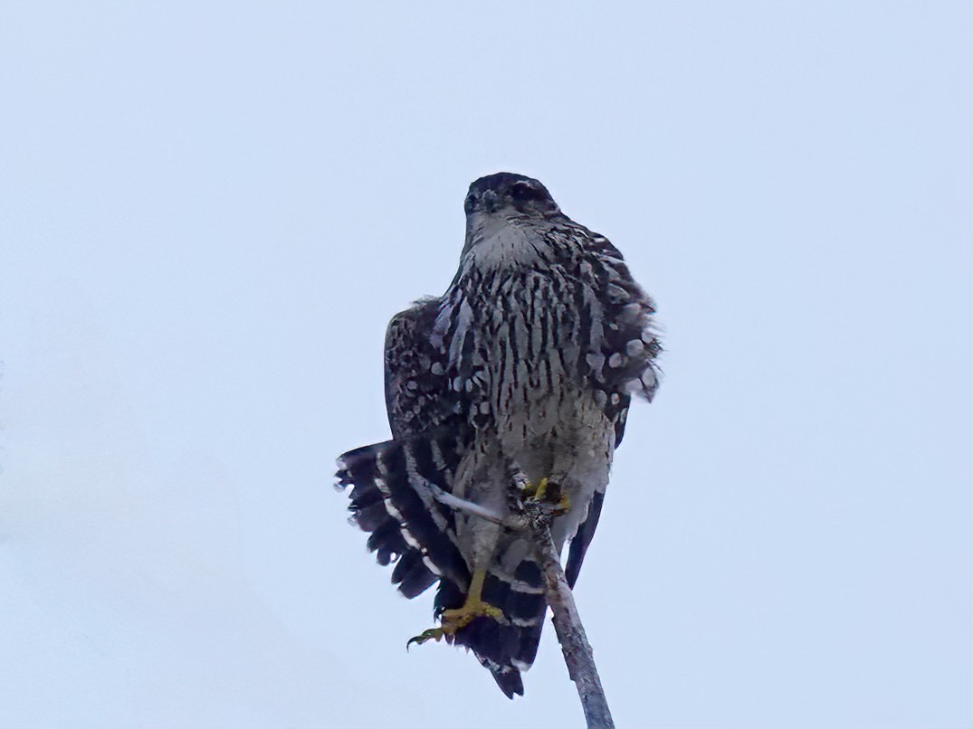 Flathead Valley Raptor Prowl - Flathead Audubon Society