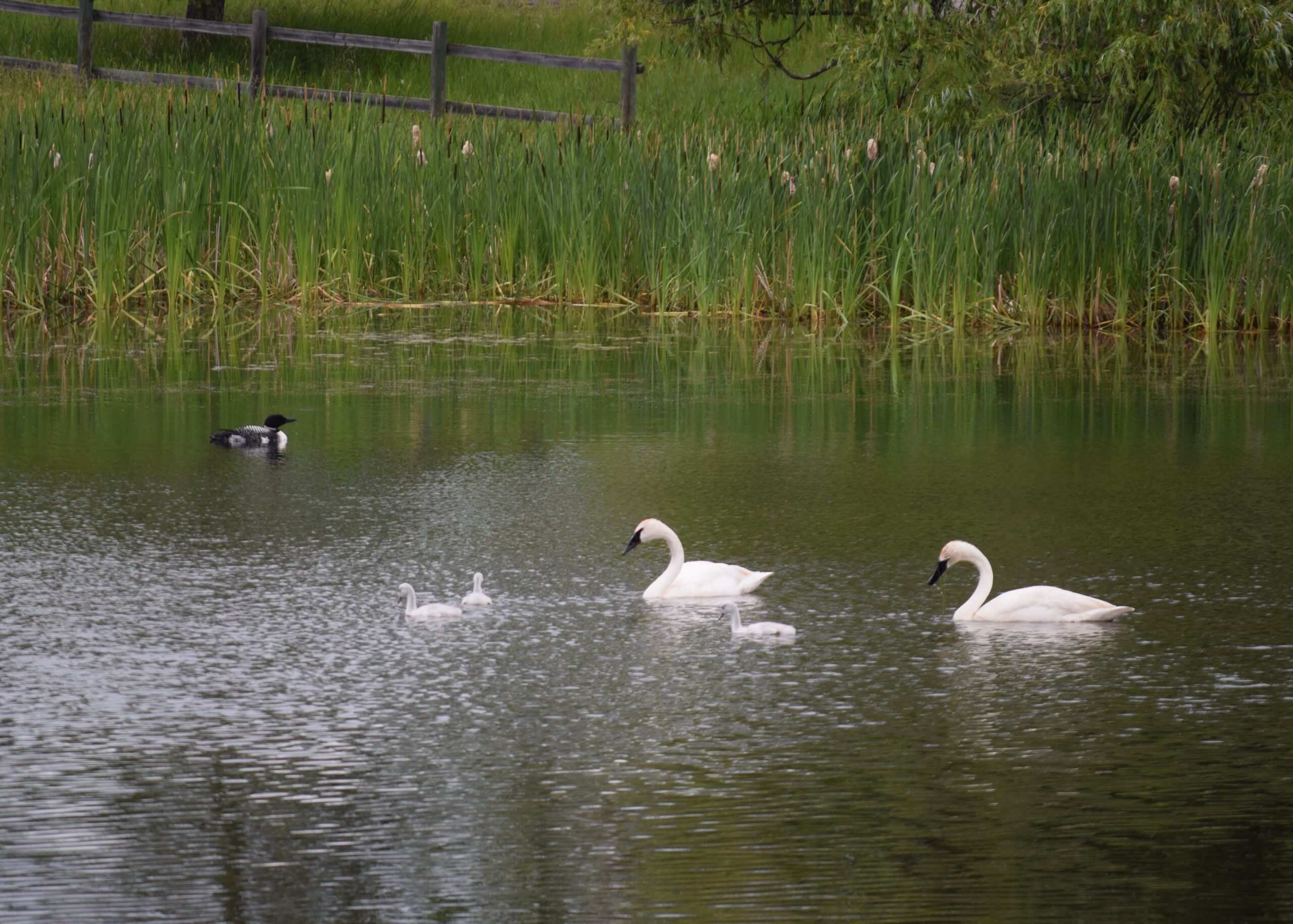 Birdathon 2023 – Birding for a “Caws”