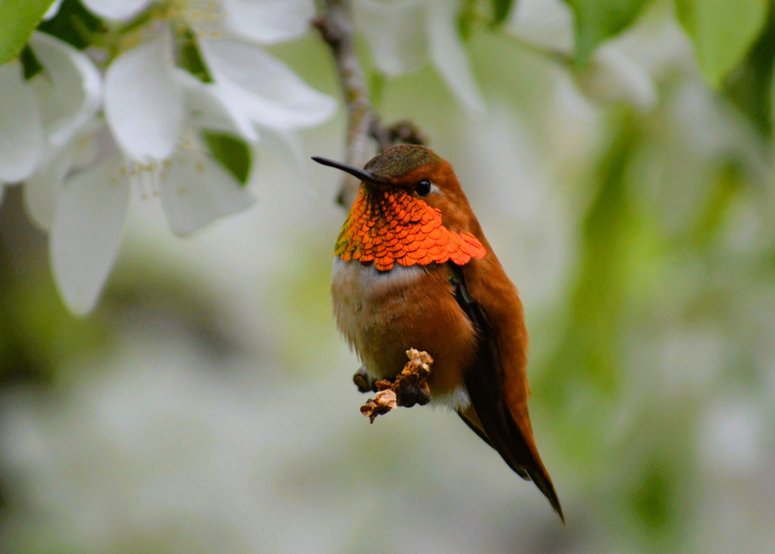 Bird of the Month- Feeder Birds: Rufous Hummingbirds