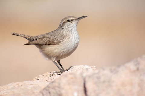 Rock Wren
