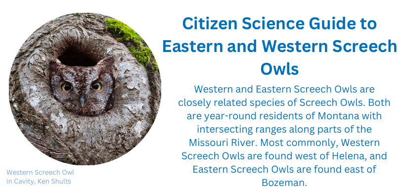 Attention Citizen Scientists: Screech-Owl Surveys are back!