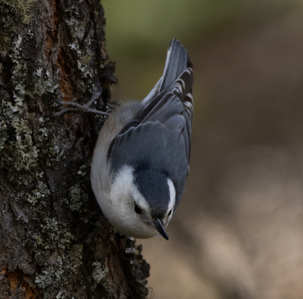 Herron Park Field Trip Report