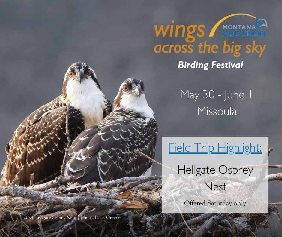 Register Today for Wings Across the Big Sky