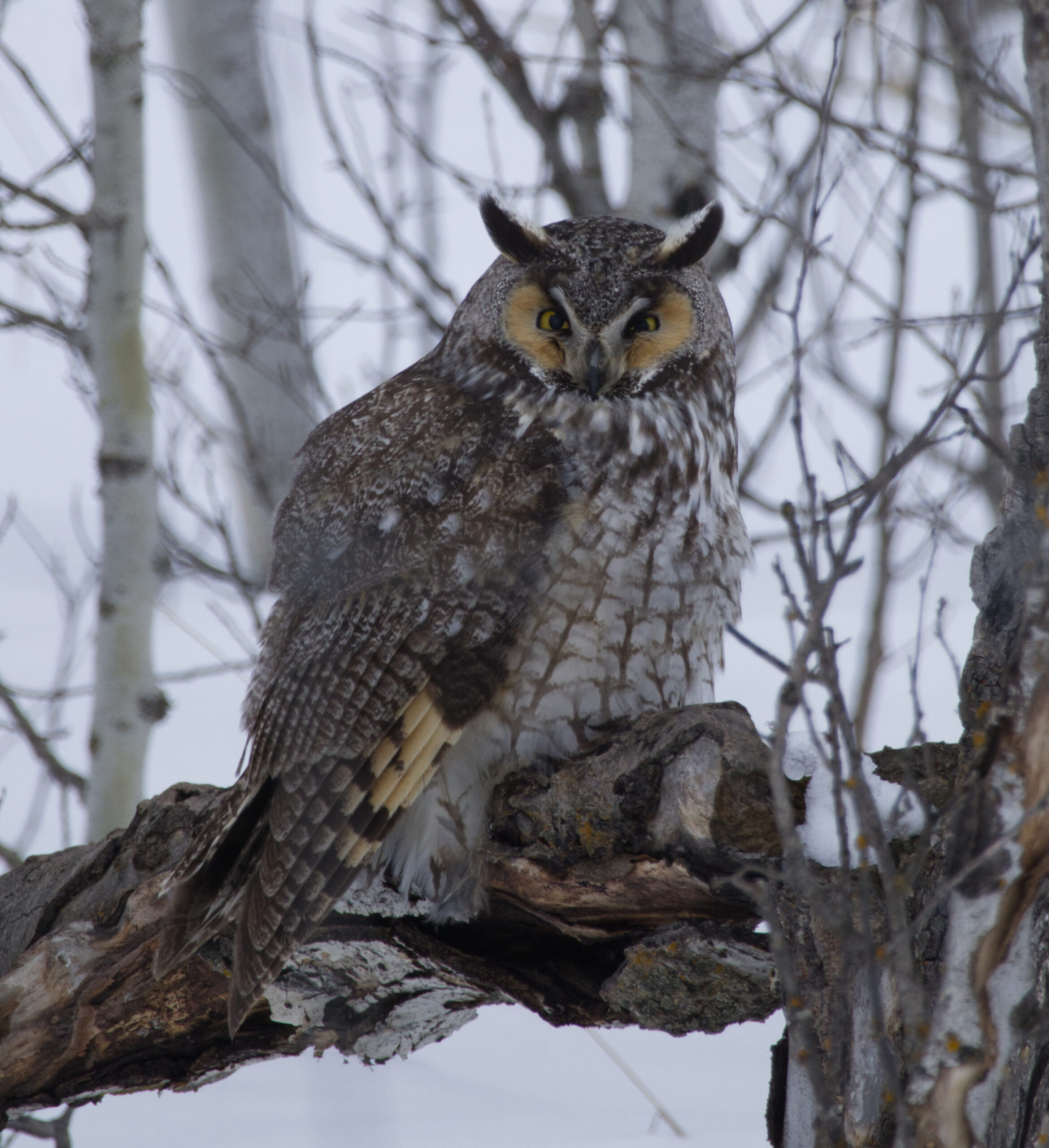 Join Us for 2025 Local Christmas Bird Counts