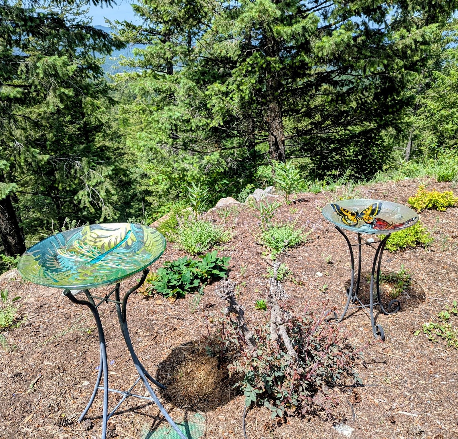 Backyard Birds: Morning Bathers