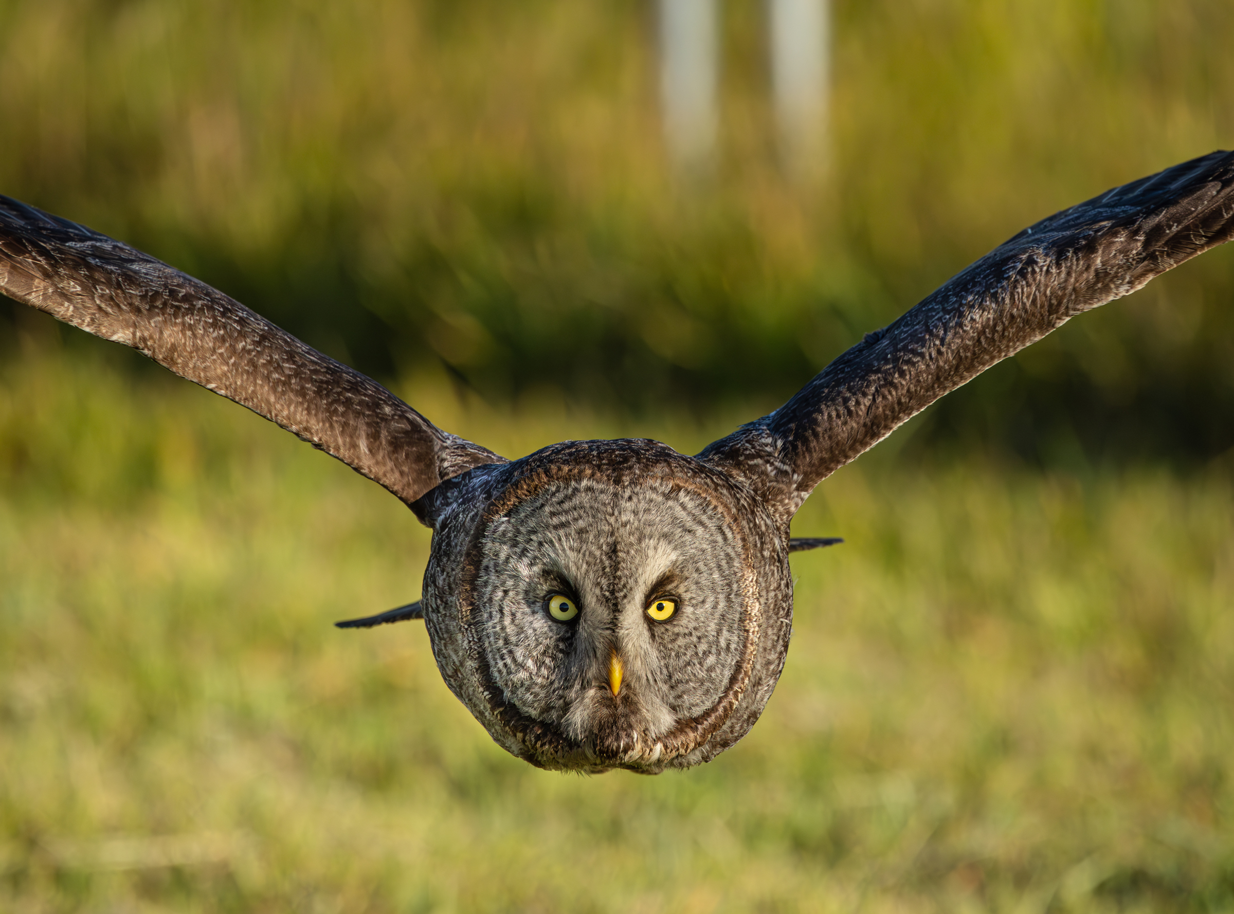 Flathead Valley Bird Report – September 2025