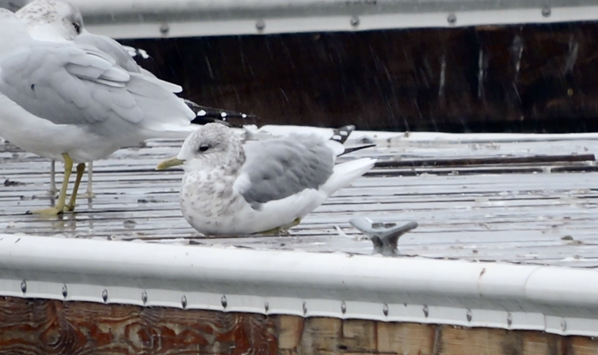 Flathead Valley Bird Report – October 2025