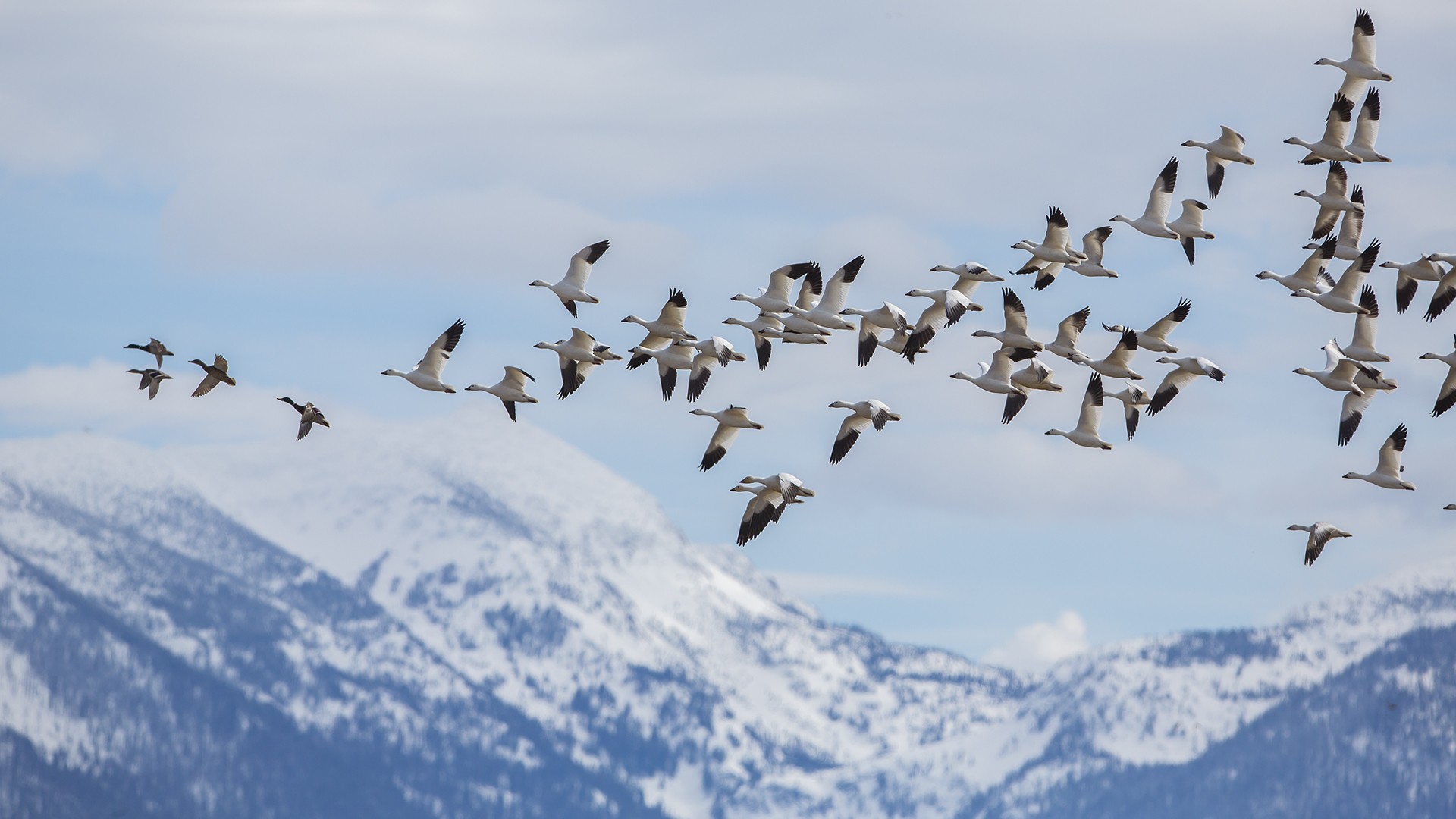 Snow Goose Migration Field Trip 2026