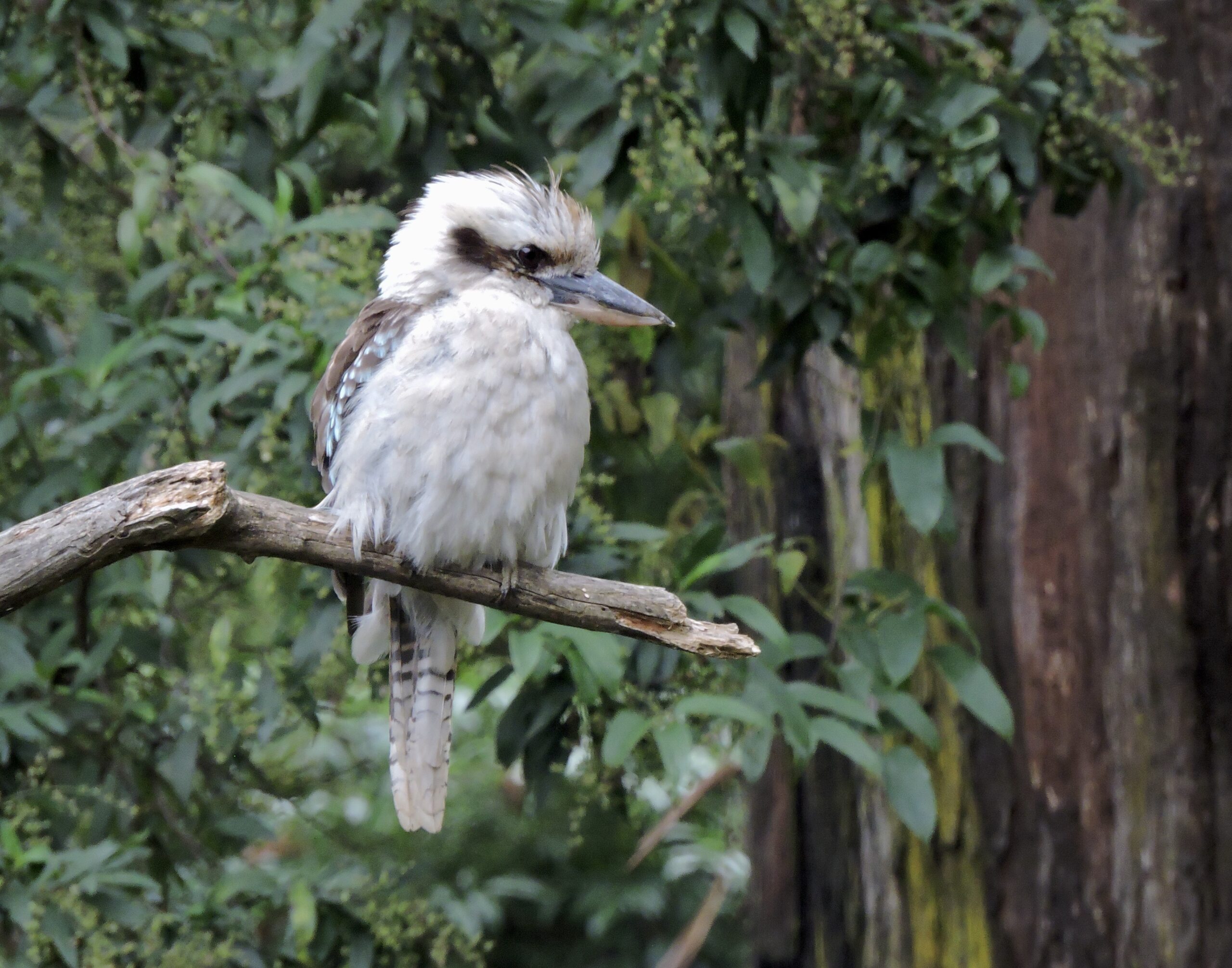 January Program with Dan Casey