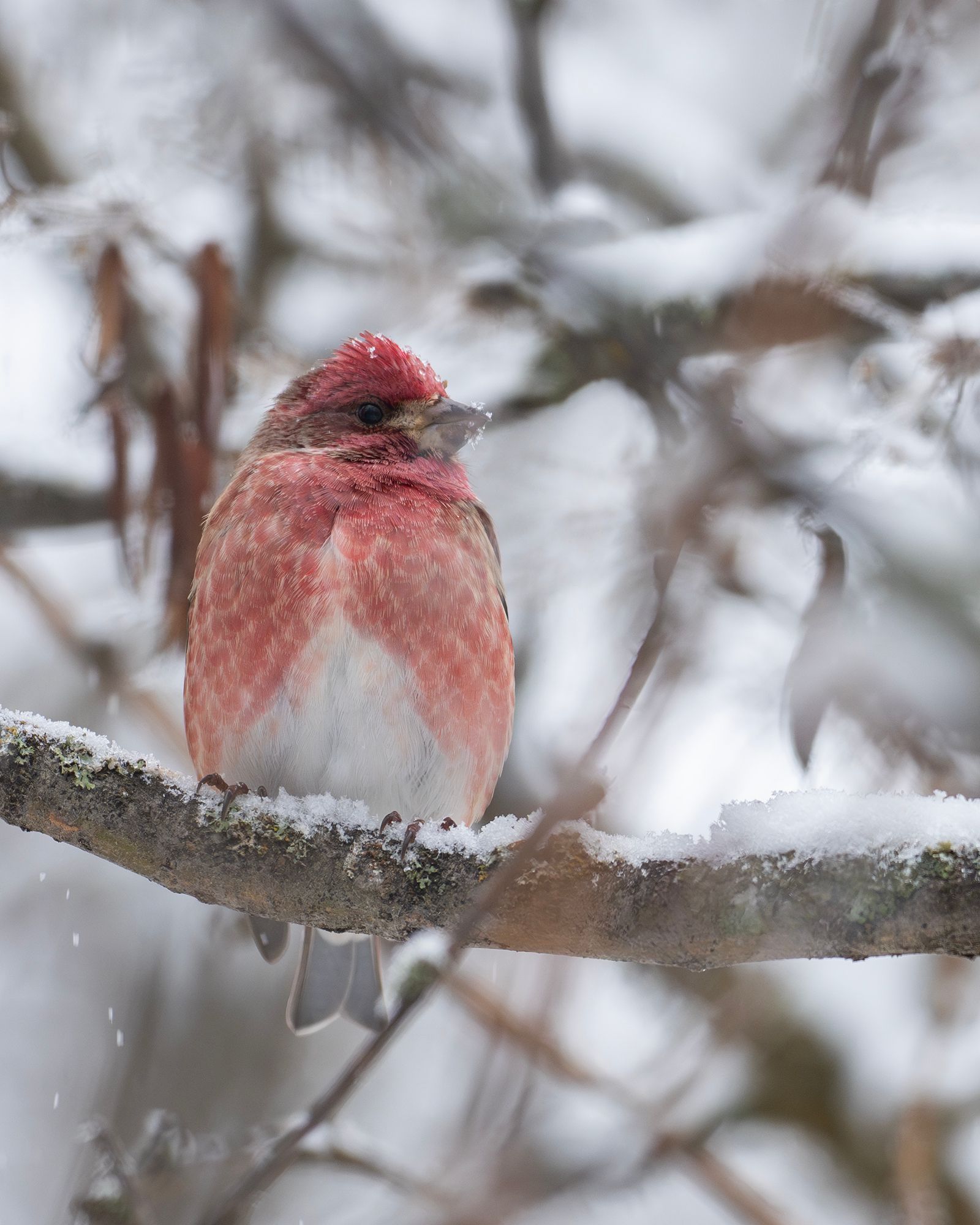 Flathead Valley Bird Report February 2026