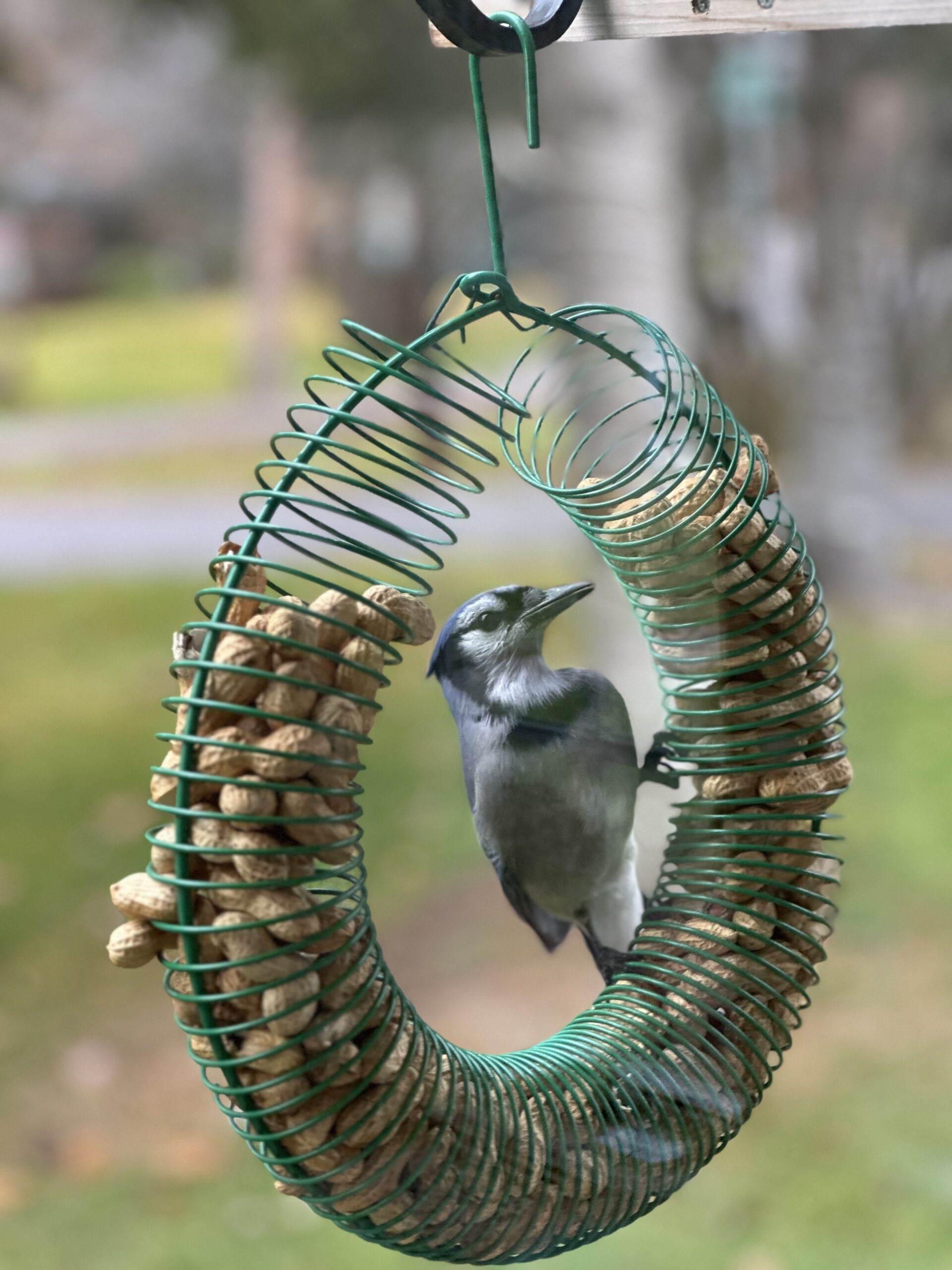 Project FeederWatch Reports from Around the Valley: December 2025