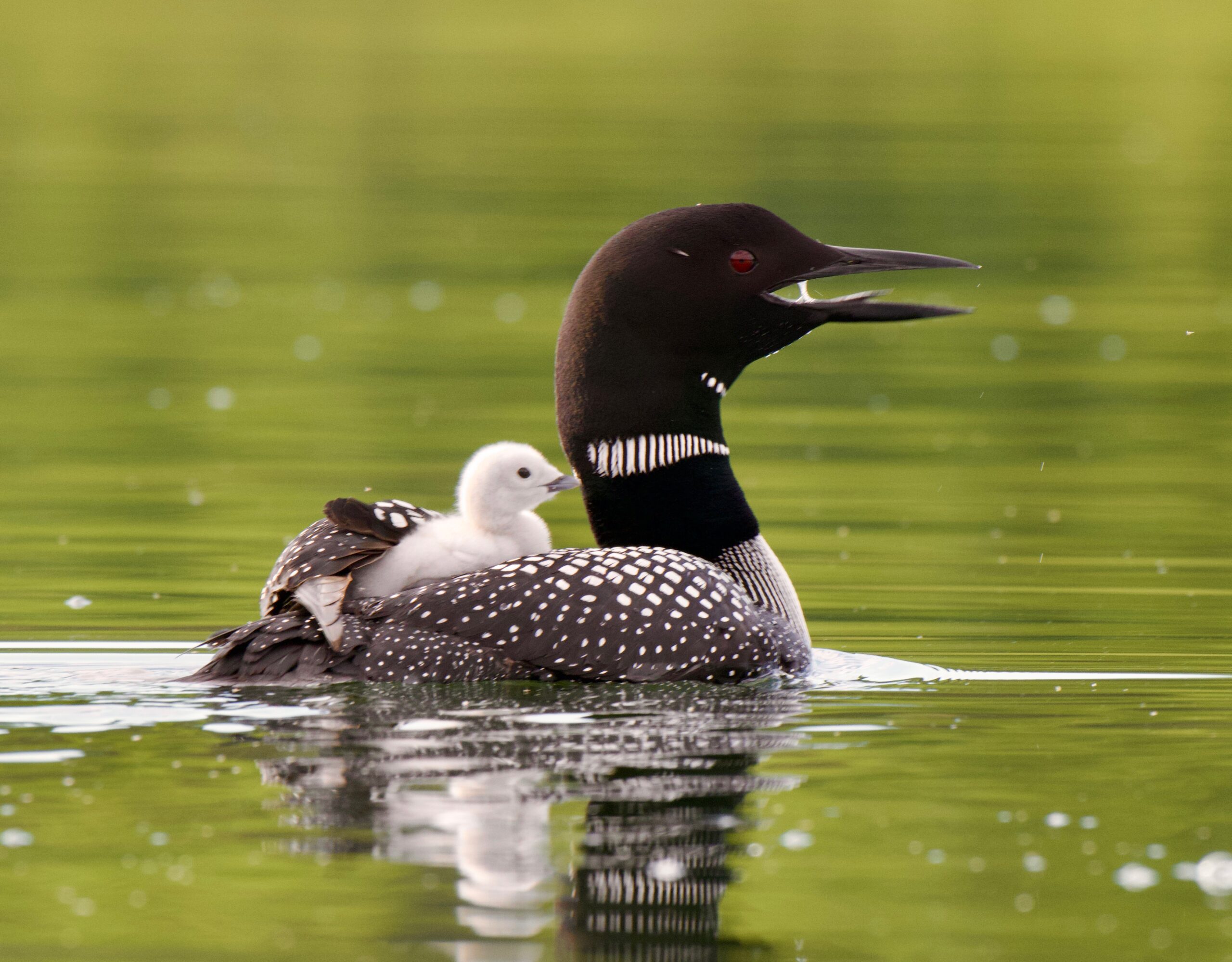 A Not-So-Common-Loon