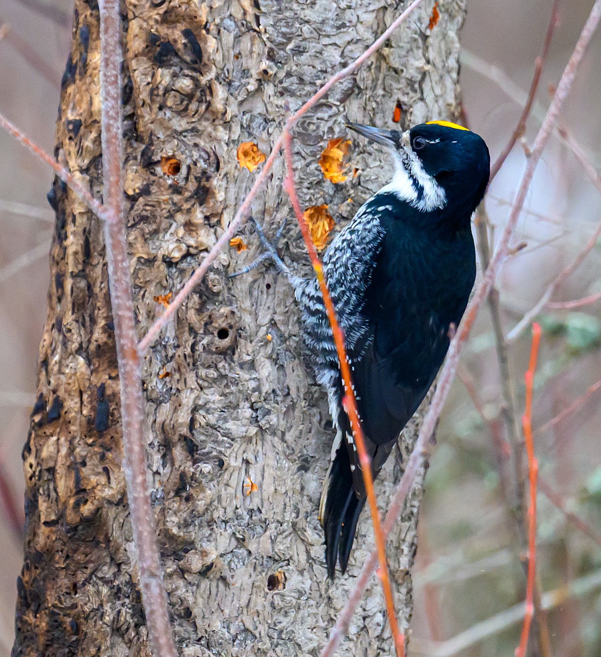 Glacier National Park Christmas Bird Count