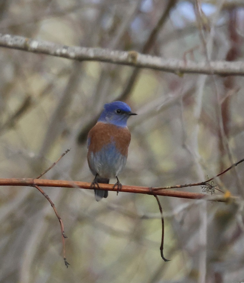 Libby & Eureka Christmas Bird Counts