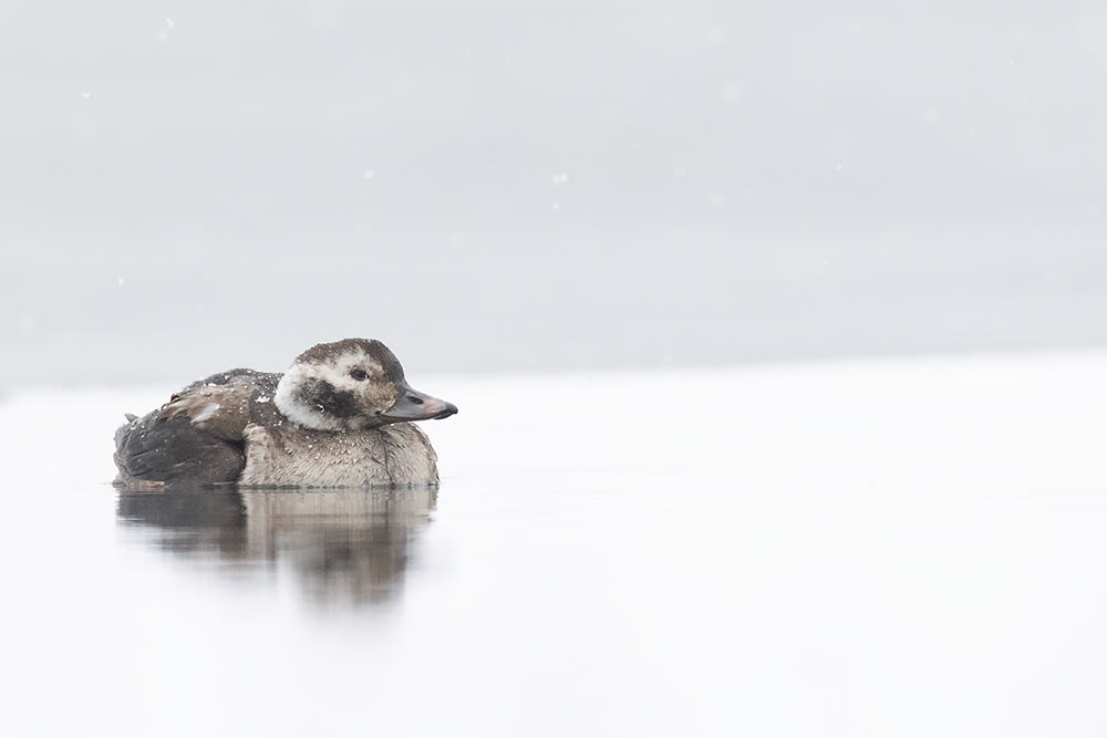 Troy & Ninepipes Christmas Bird Counts