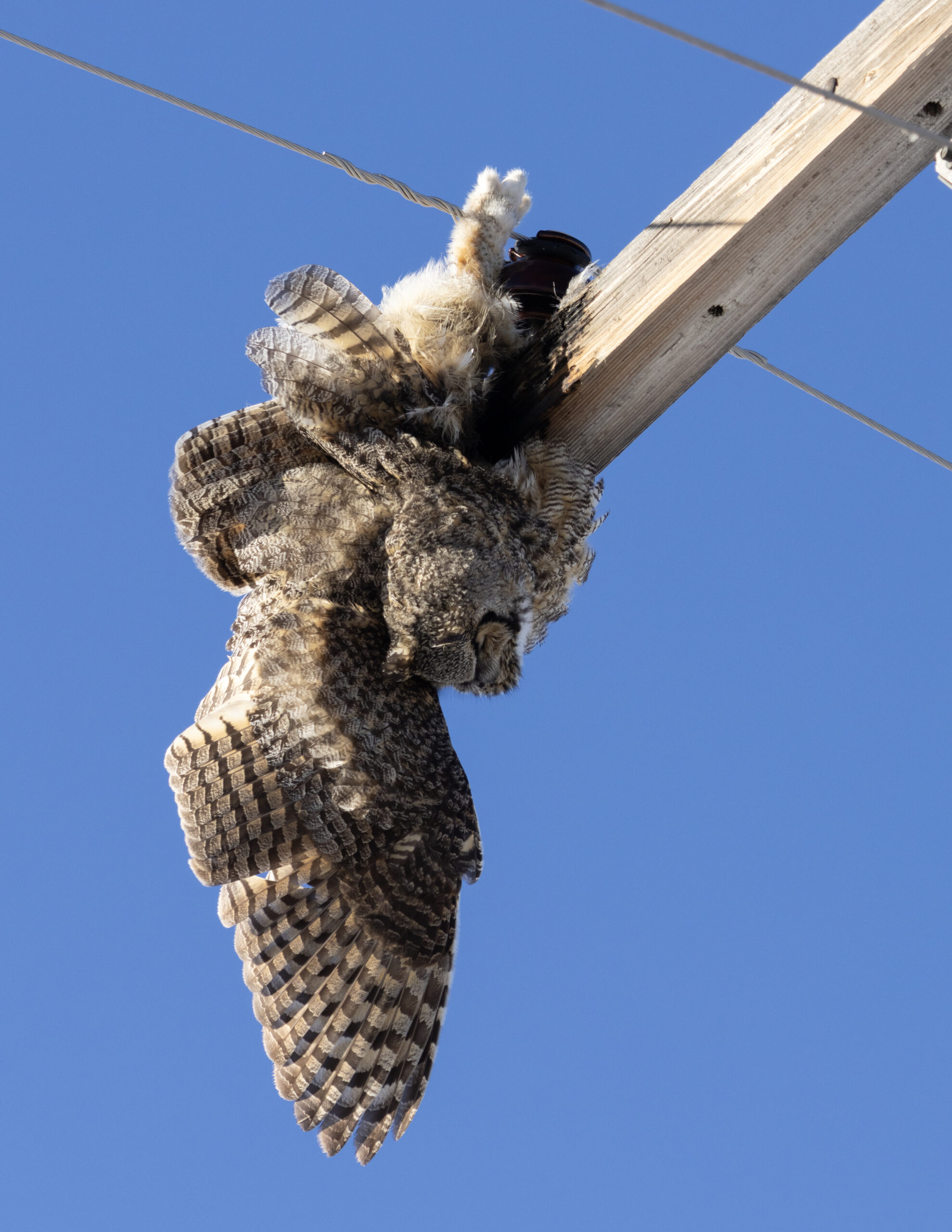 Birds and Powerlines: Mixed Blessings