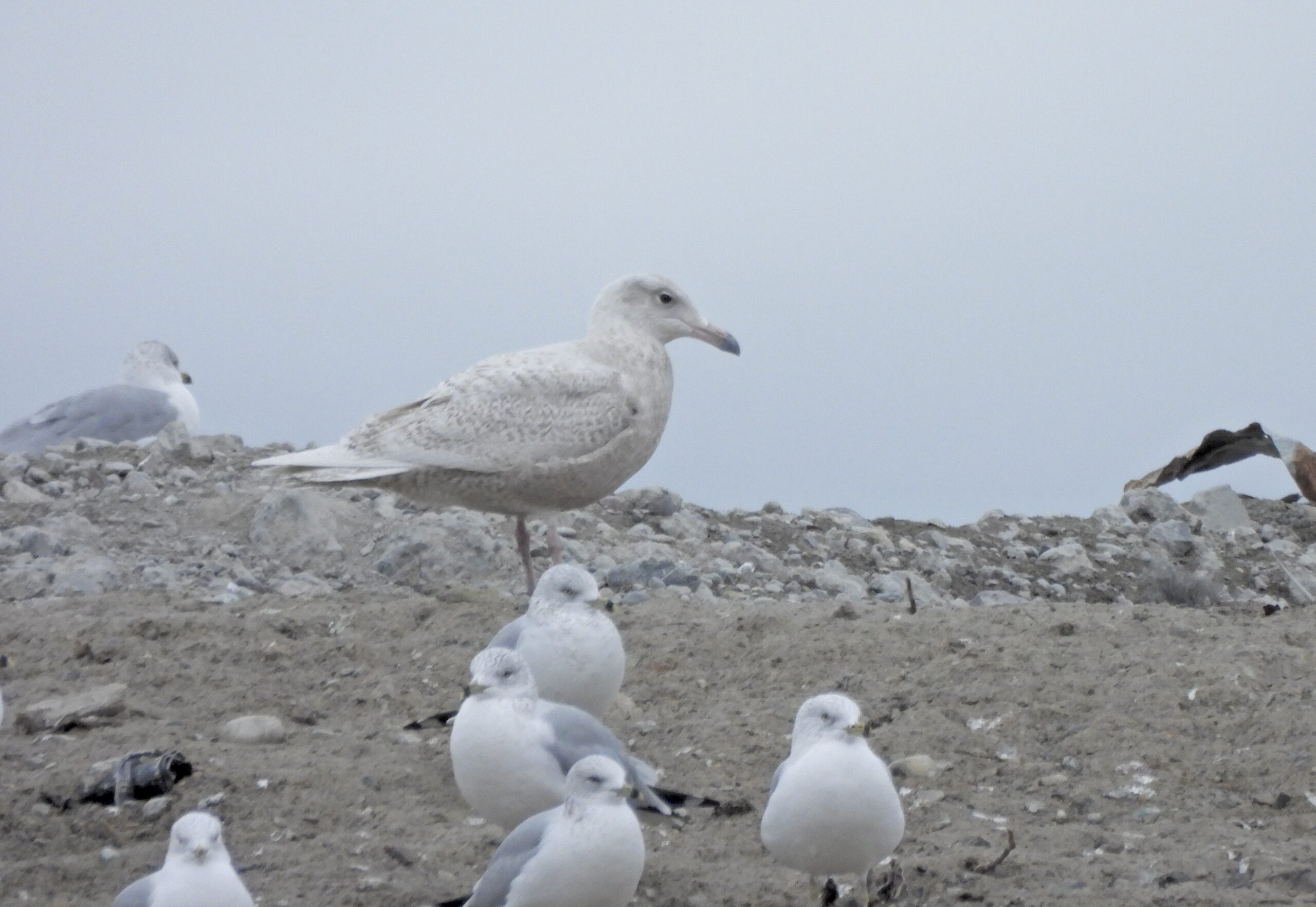 Flathead Valley Bird Report