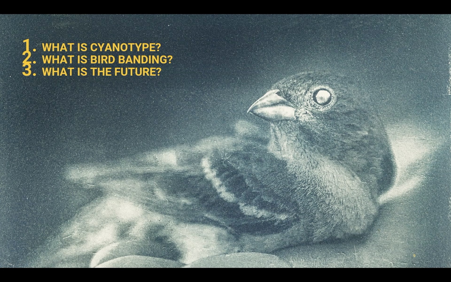 March 2026 presentation photographing banded birds and printing using cyanotype now available for replay!