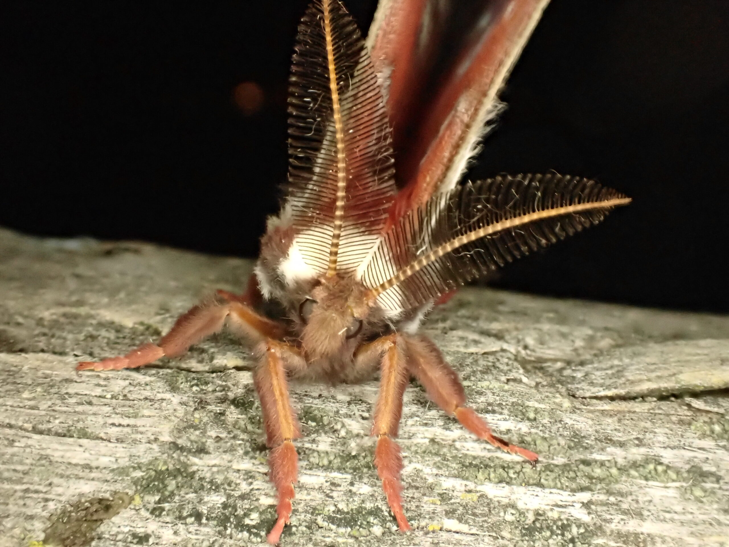 April General Meeting: What About Moths?