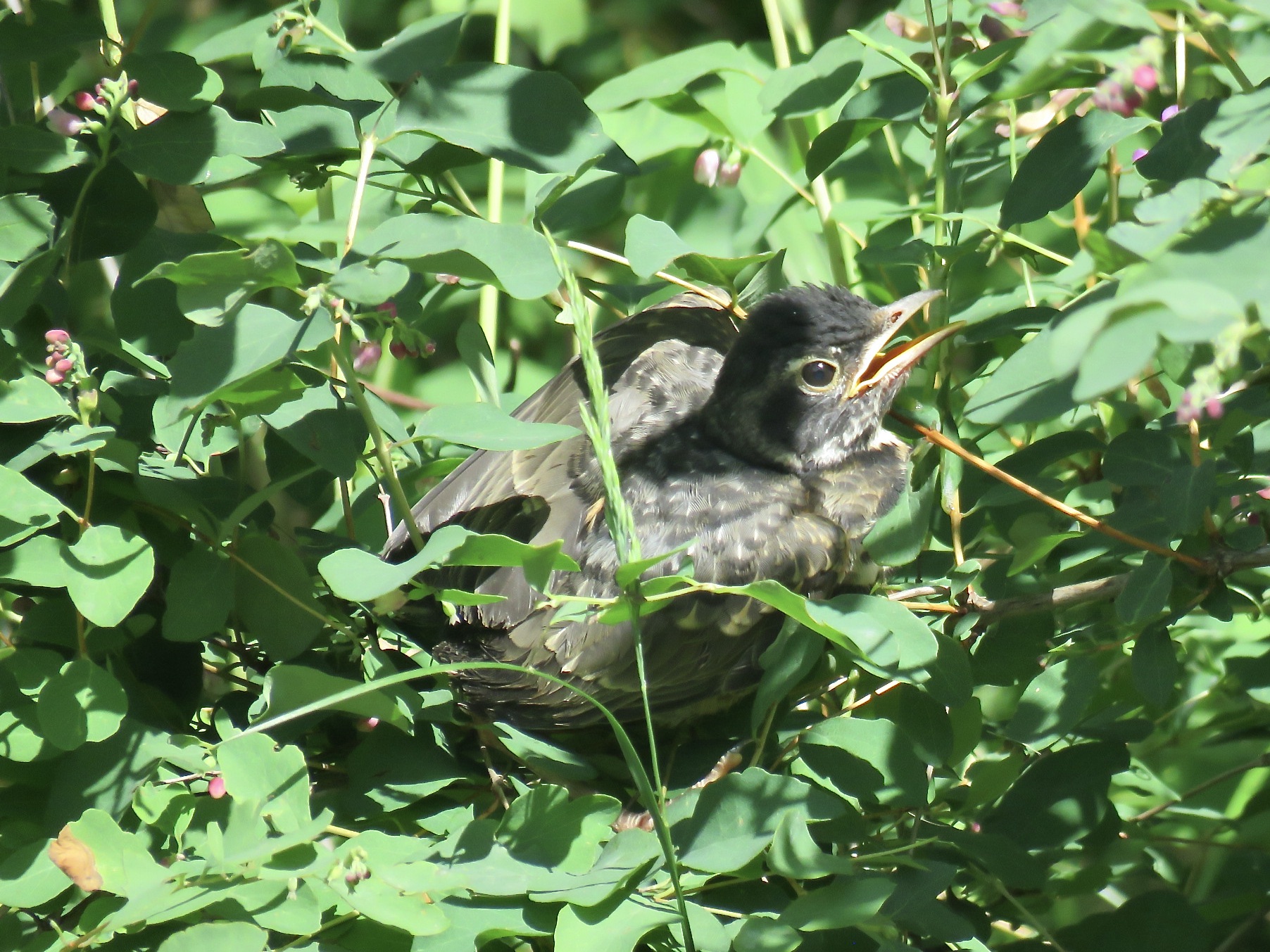 What to Do If You Find a Baby Bird