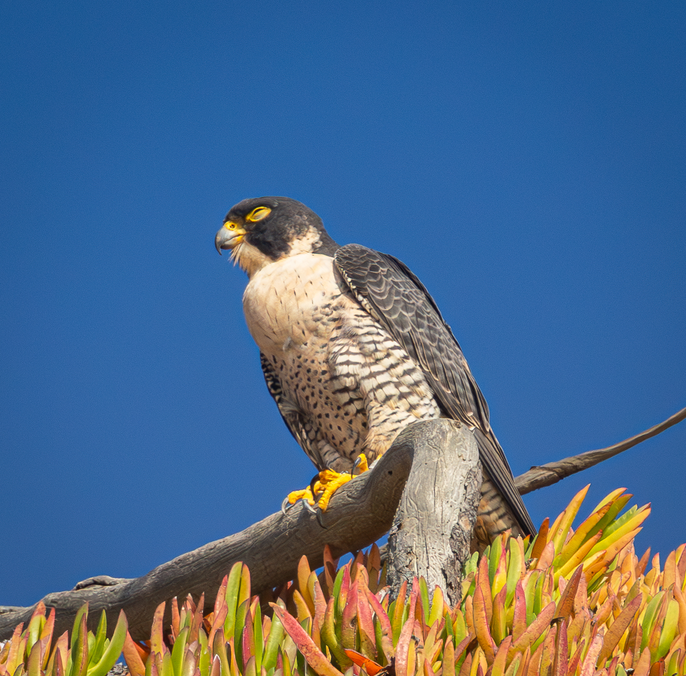 Bird of the Month: Appreciating Montana Birds of Prey