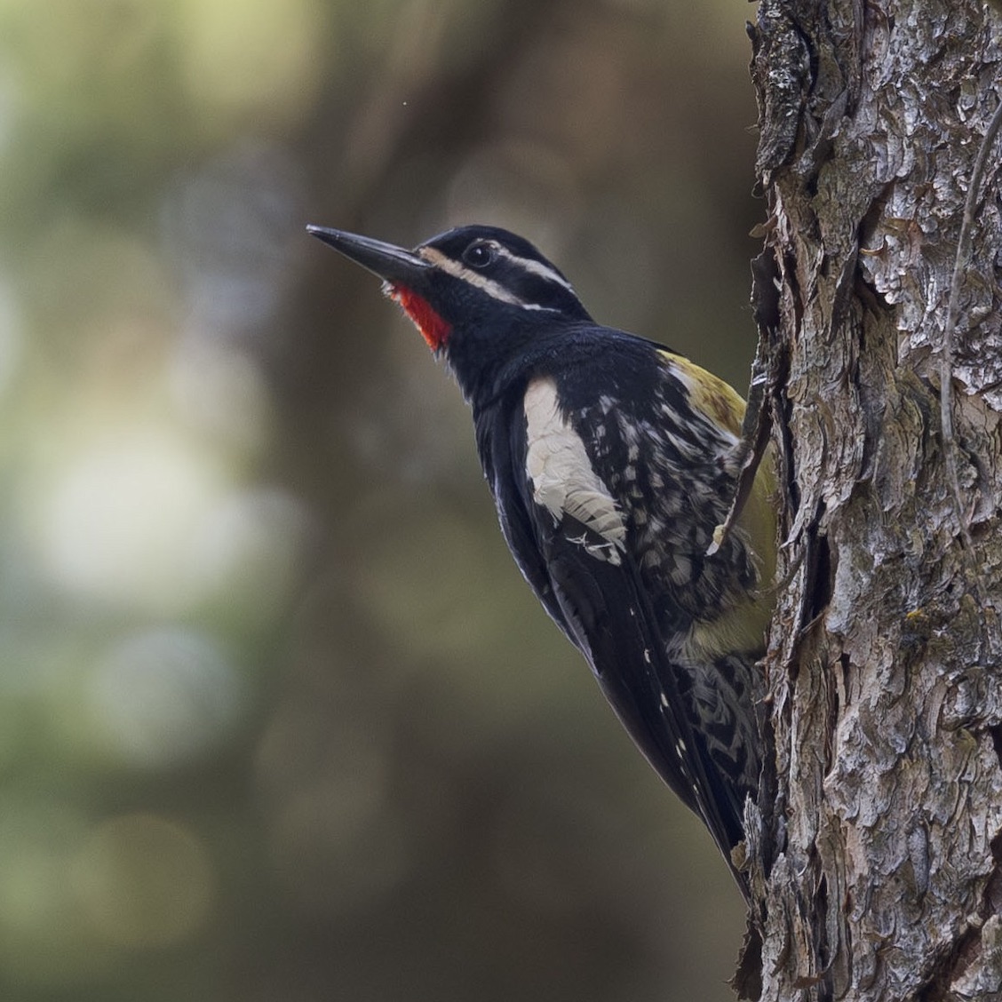 Flathead Valley Bird Report